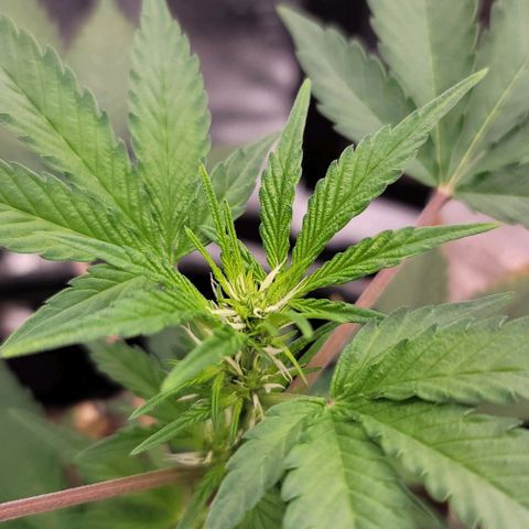 Cuba Libre growlog timeline photo
