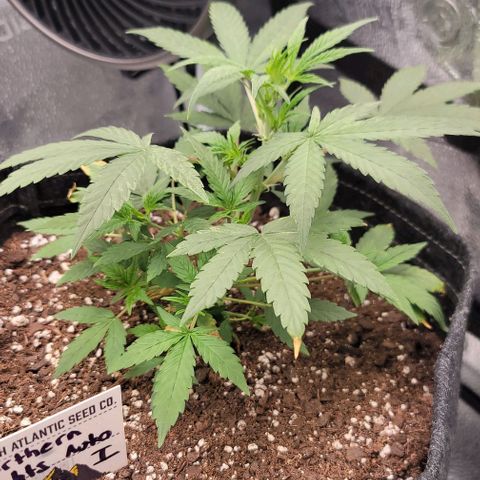 Northern Lights growlog timeline photo