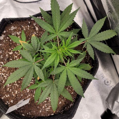 Northern Lights growlog timeline photo