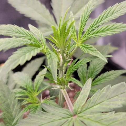 Northern Lights growlog timeline photo