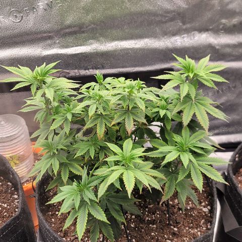 Pinkman Goo #1 growlog timeline photo