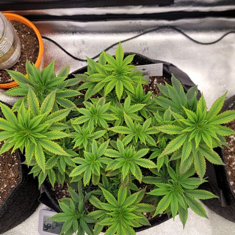 Pinkman Goo #1 growlog timeline photo