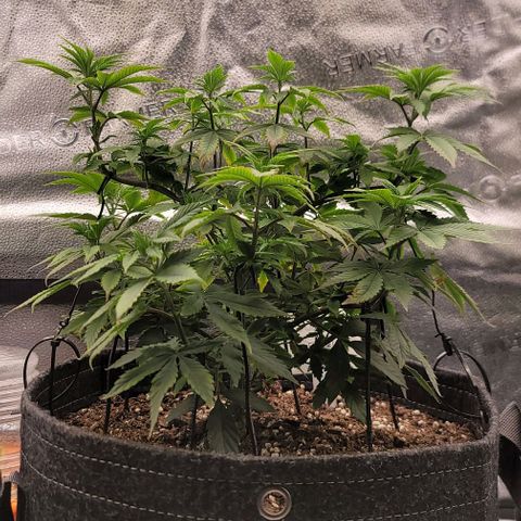 Pinkman Goo #1 growlog timeline photo