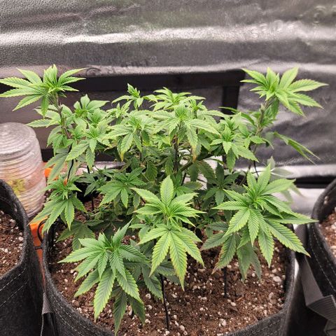 Pinkman Goo #1 growlog timeline photo