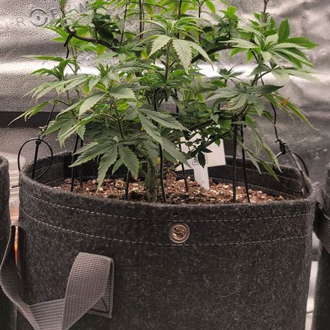 Pinkman Goo #1 growlog timeline photo