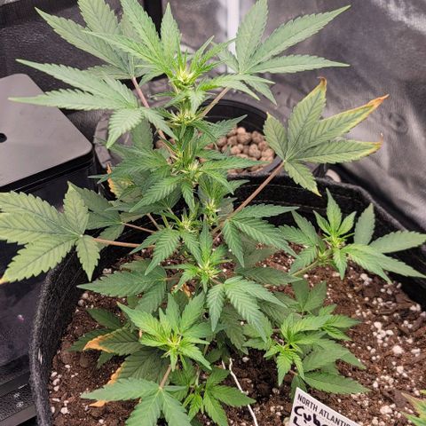 Cuba Libre growlog timeline photo
