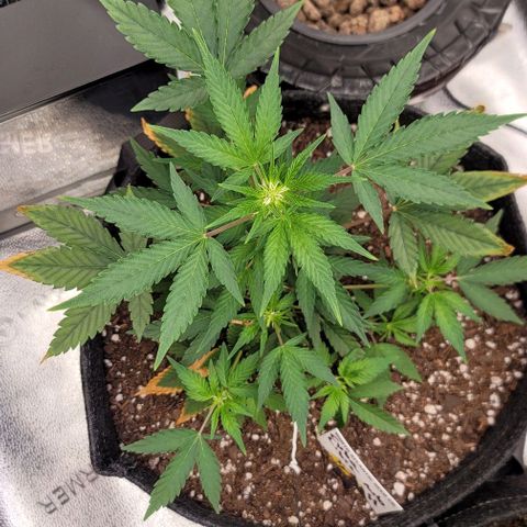 Cuba Libre growlog timeline photo