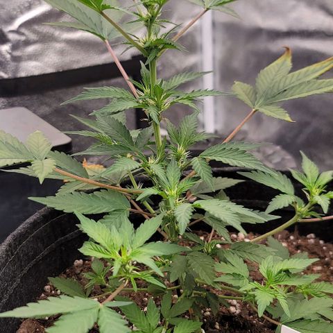 Cuba Libre growlog timeline photo