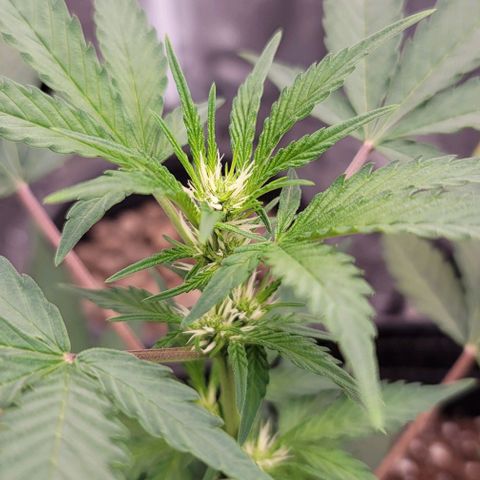 Cuba Libre growlog timeline photo