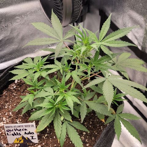 Northern Lights growlog timeline photo