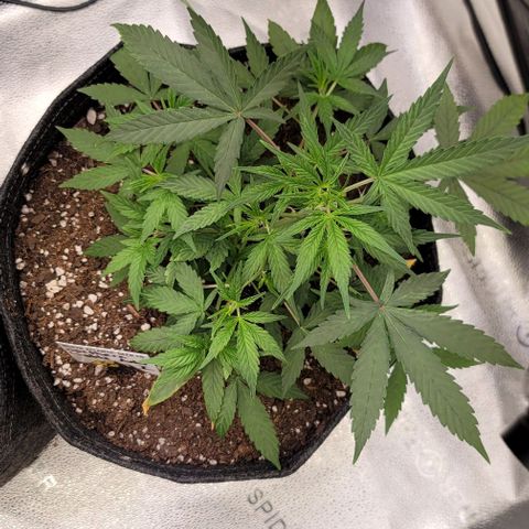 Northern Lights growlog timeline photo