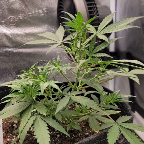Northern Lights growlog timeline photo