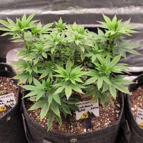 Pinkman Goo #1 growlog timeline photo