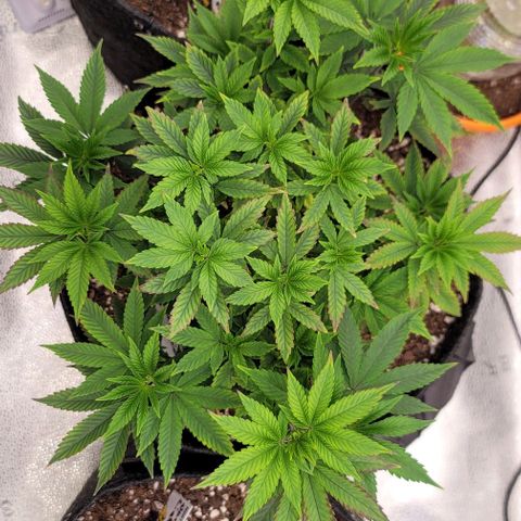 Pinkman Goo #1 growlog timeline photo