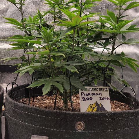 Pinkman Goo #1 growlog timeline photo