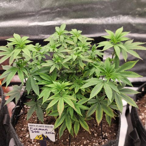 Pinkman Goo #1 growlog timeline photo