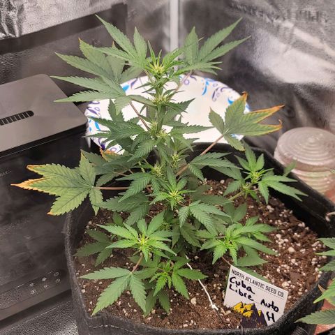 Cuba Libre growlog timeline photo