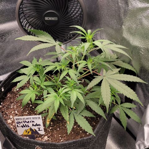 Northern Lights growlog timeline photo