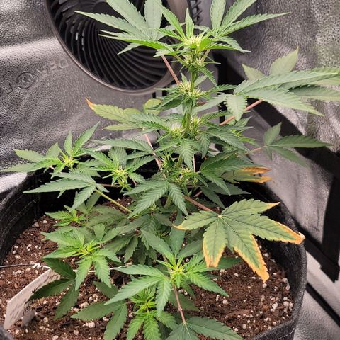 Cuba Libre growlog timeline photo