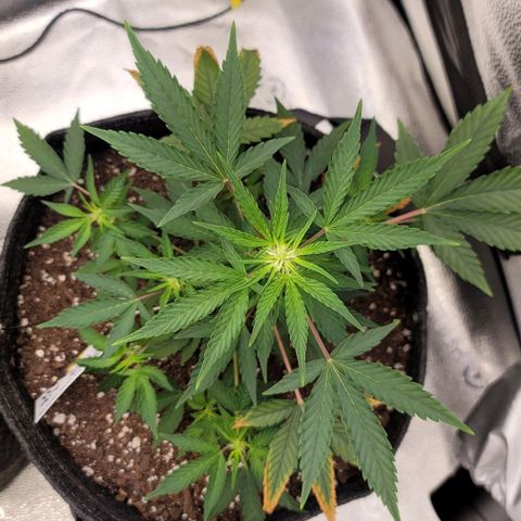 Cuba Libre growlog timeline photo