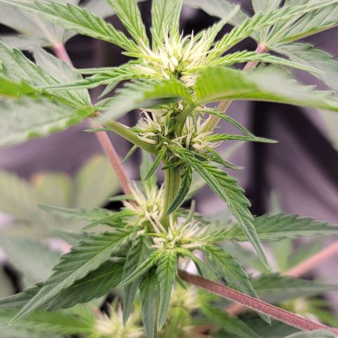 Cuba Libre growlog timeline photo