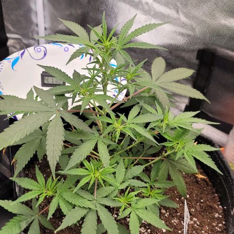 Northern Lights growlog timeline photo