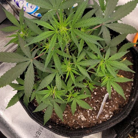Northern Lights growlog timeline photo