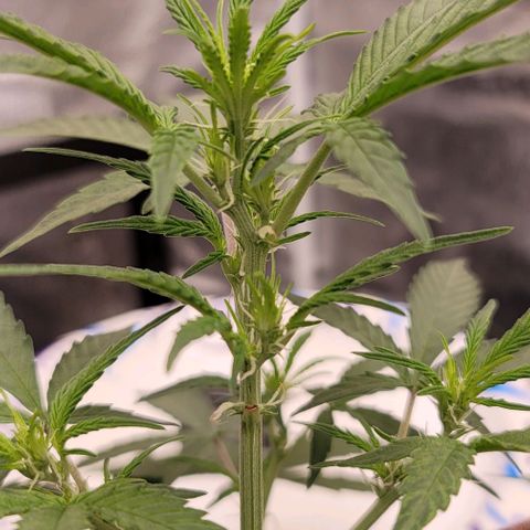 Northern Lights growlog timeline photo