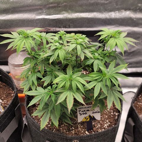 Pinkman Goo #1 growlog timeline photo