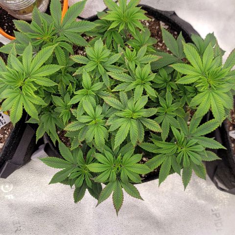 Pinkman Goo #1 growlog timeline photo