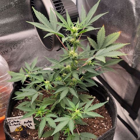 Cuba Libre growlog timeline photo