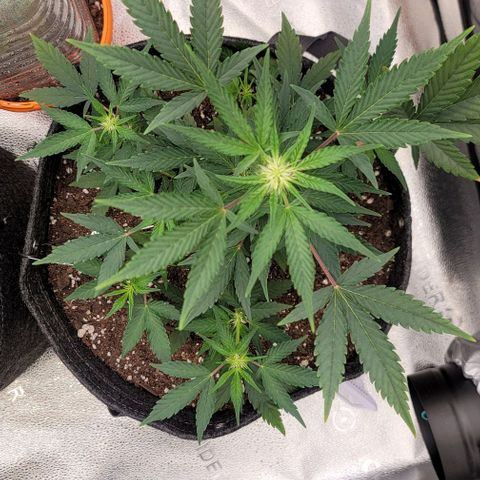 Cuba Libre growlog timeline photo
