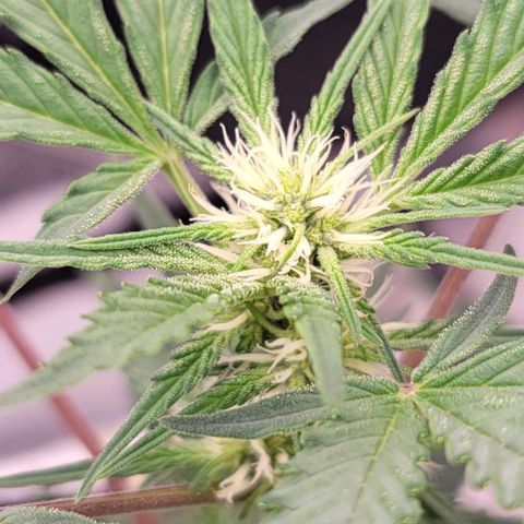 Cuba Libre growlog timeline photo