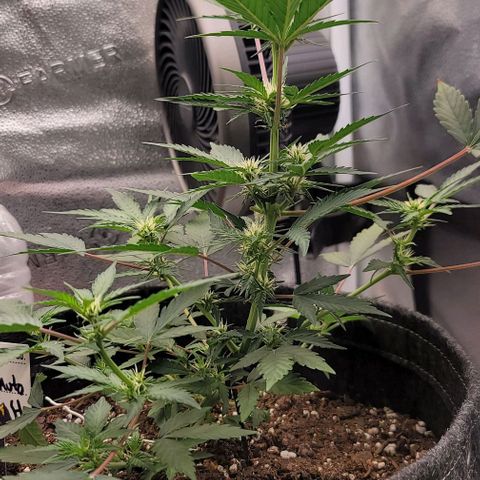 Cuba Libre growlog timeline photo