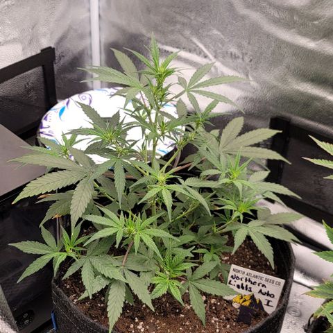 Northern Lights growlog timeline photo