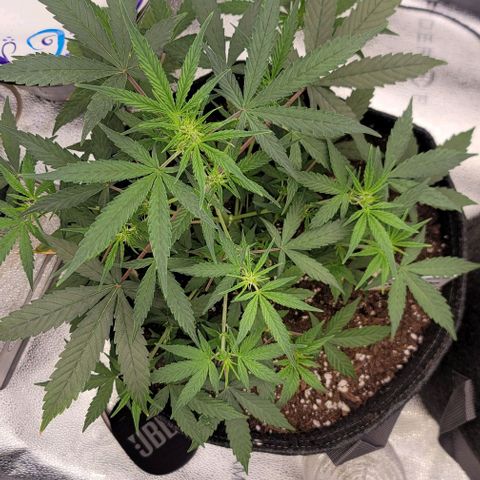 Northern Lights growlog timeline photo