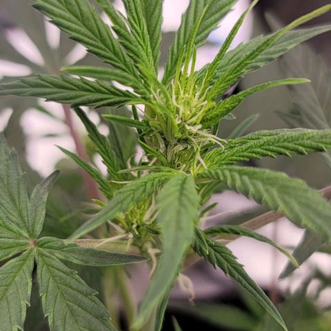 Northern Lights growlog timeline photo