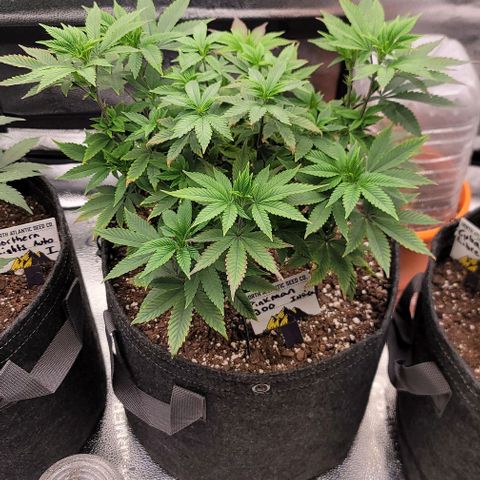 Pinkman Goo #1 growlog timeline photo