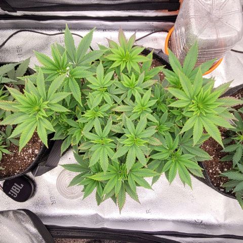 Pinkman Goo #1 growlog timeline photo