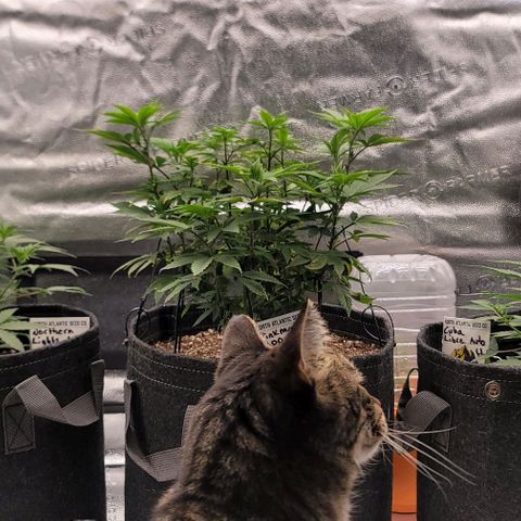 Pinkman Goo #1 growlog timeline photo