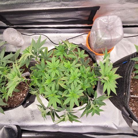 Pinkman Goo #1 growlog timeline photo