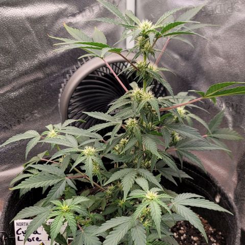 Cuba Libre growlog timeline photo