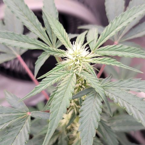Cuba Libre growlog timeline photo