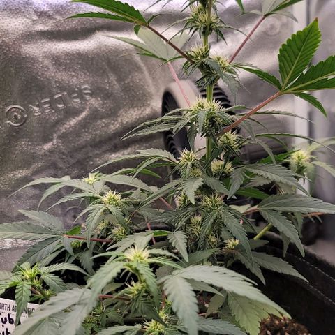 Cuba Libre growlog timeline photo