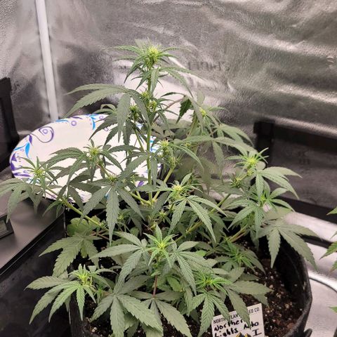 Northern Lights growlog timeline photo