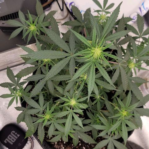 Northern Lights growlog timeline photo