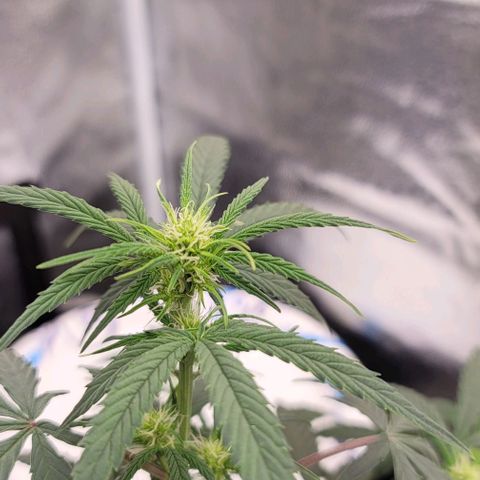 Northern Lights growlog timeline photo
