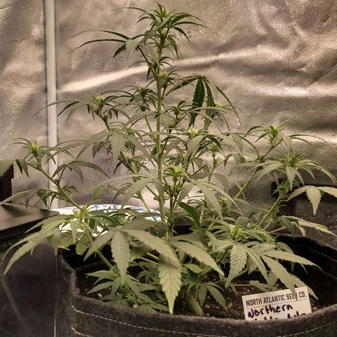 Northern Lights growlog timeline photo