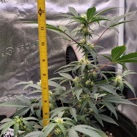 Cuba Libre growlog timeline photo