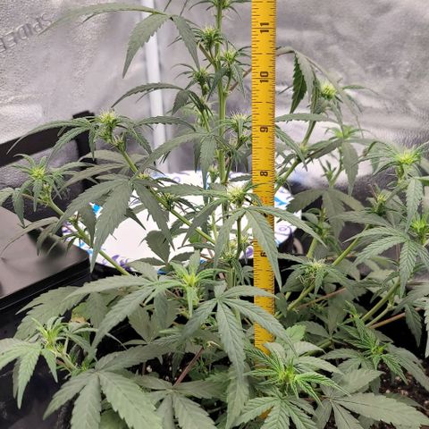 Northern Lights growlog timeline photo